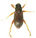 Stenelmis sinuata
