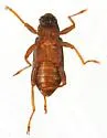Stenelmis sinuata - photo 2