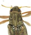 Stenelmis sinuata - photo 4