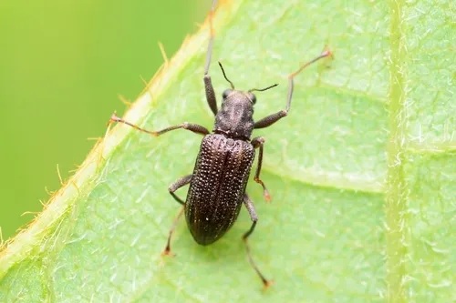 Stenelmis vulgaris
