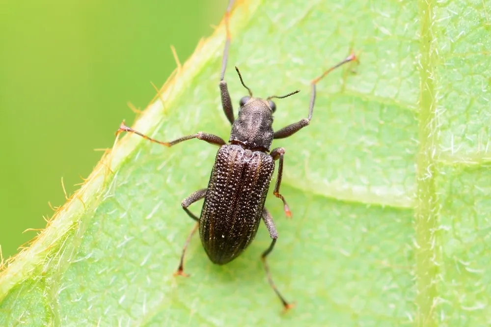 Stenelmis vulgaris - photo 3