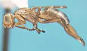 Steneretma laticauda