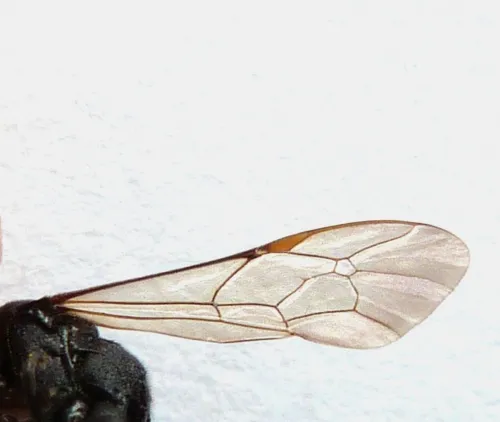 Stenichneumon culpator - photo 2