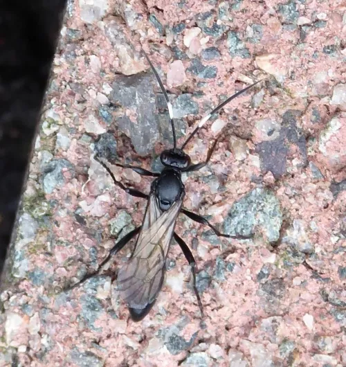 Stenichneumon culpator - photo 3