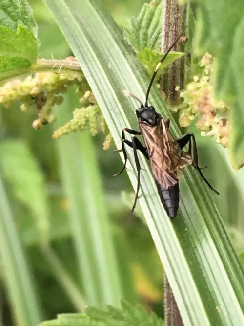 Stenichneumon culpator - photo 4