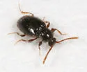 Stenichnus scutellaris - photo 2