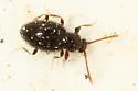 Stenichnus scutellaris - photo 3