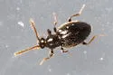 Stenichnus scutellaris - photo 4