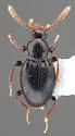 Stenichnus scutellaris - photo 5