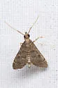 Steniodes declivalis - Hodges#5178.1 - photo 2