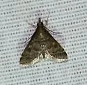Steniodes declivalis - Hodges#5178.1 - photo 3