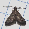 Steniodes declivalis - Hodges#5178.1 - photo 4