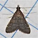 Steniodes declivalis - Hodges#5178.1 - photo 5