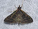 Steniodes mendica - Hodges#5178