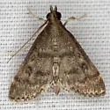 Steniodes mendica - Hodges#5178 - photo 2