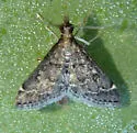 Steniodes mendica - Hodges#5178 - photo 3