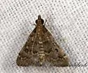 Steniodes mendica - Hodges#5178 - photo 4