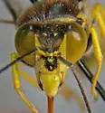 Steniolia elegans - photo 2