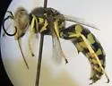 Steniolia elegans - photo 5