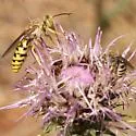 Steniolia eremica