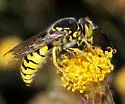 Steniolia scolopacea - photo 3