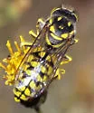 Steniolia scolopacea - photo 4