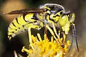 Steniolia scolopacea - photo 5