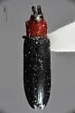 Stenispa collaris - Stenispa collaris