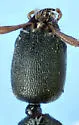 Stenistoderus rubripennis