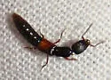 Stenistoderus rubripennis - photo 2
