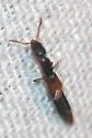 Stenistoderus rubripennis - photo 3