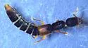 Stenistoderus rubripennis - photo 4