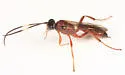 Stenobarichneumon pergracilis - photo 2