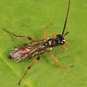 Stenobarichneumon pygmaeops