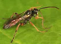 Stenobarichneumon pygmaeops - photo 2