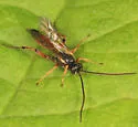 Stenobarichneumon pygmaeops - photo 3