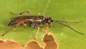 Stenobarichneumon pygmaeops - photo 4