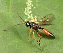 Stenobarichneumon pygmaeops - photo 5