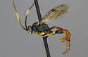 Stenobarichneumon saundersii
