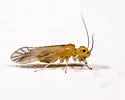 Stenocaecilius antillanus