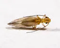 Stenocaecilius antillanus - photo 2