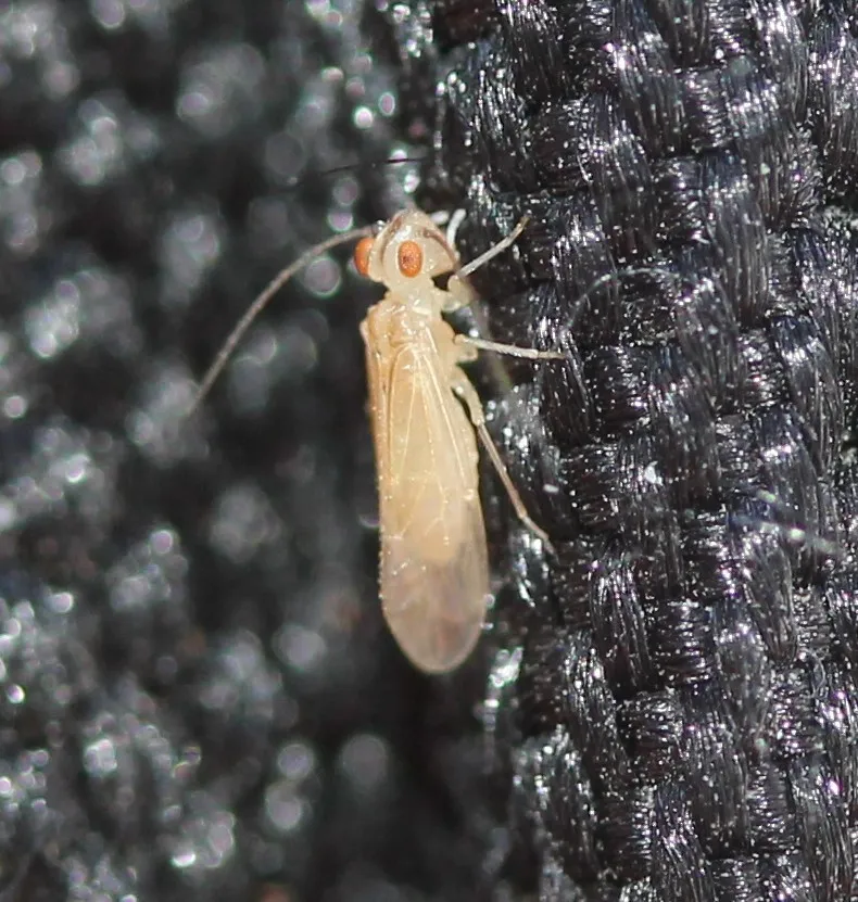 Stenocaecilius casarum