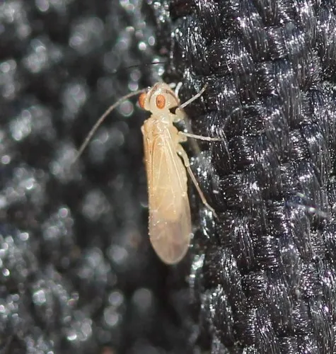 Stenocaecilius casarum - photo 2