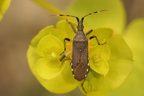 Spurgebugs - Stenocephalidae