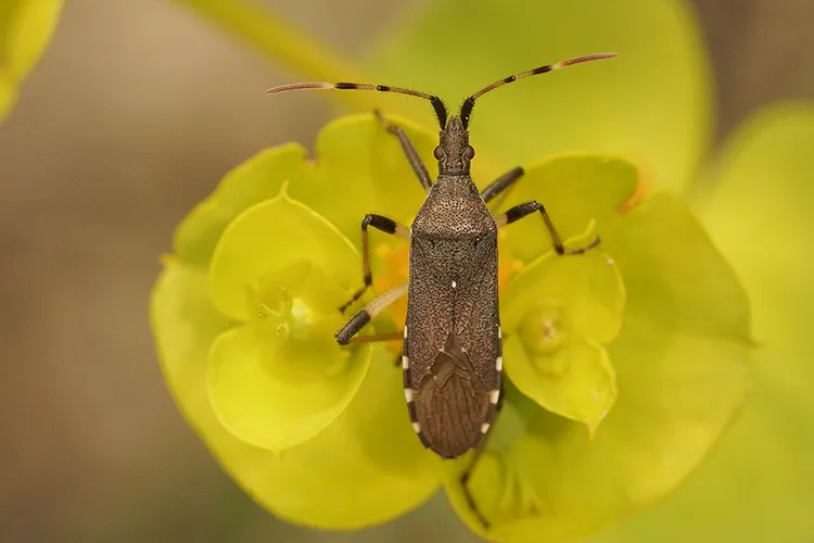 Spurgebugs - photo 2