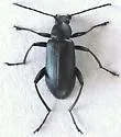 Stenochidus cyanescens - photo 2