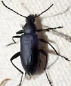 Stenochidus cyanescens - photo 5