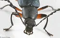 Stenochidus gracilis - photo 2