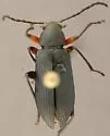 Stenochidus gracilis - photo 3