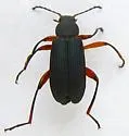 Stenochidus gracilis - photo 5